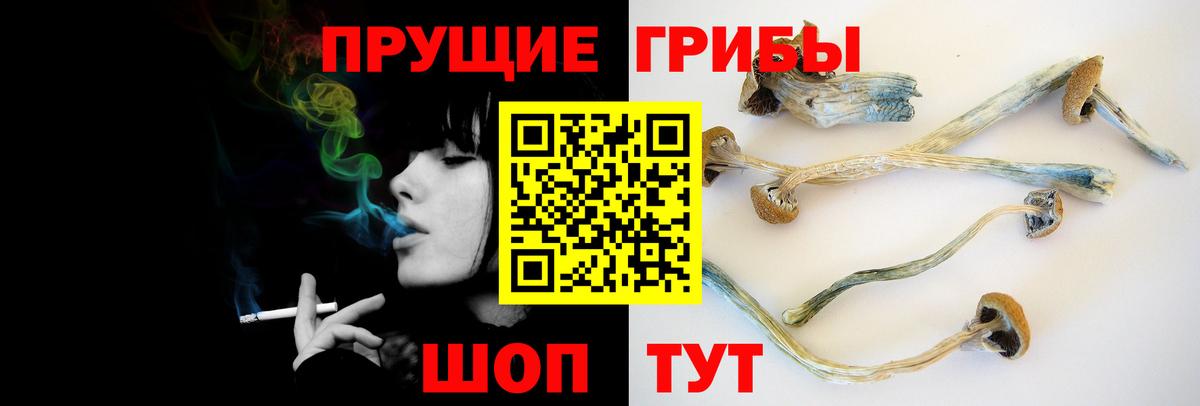 Кызыл  Галлюциногенные грибы прущие грибы  Вход с VPN  Галлюциногенные грибы GOLDEN TEACHER 